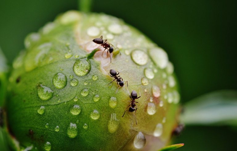 How to Get Rid of Ants? Natural, Herbal, and Chemical Treatment