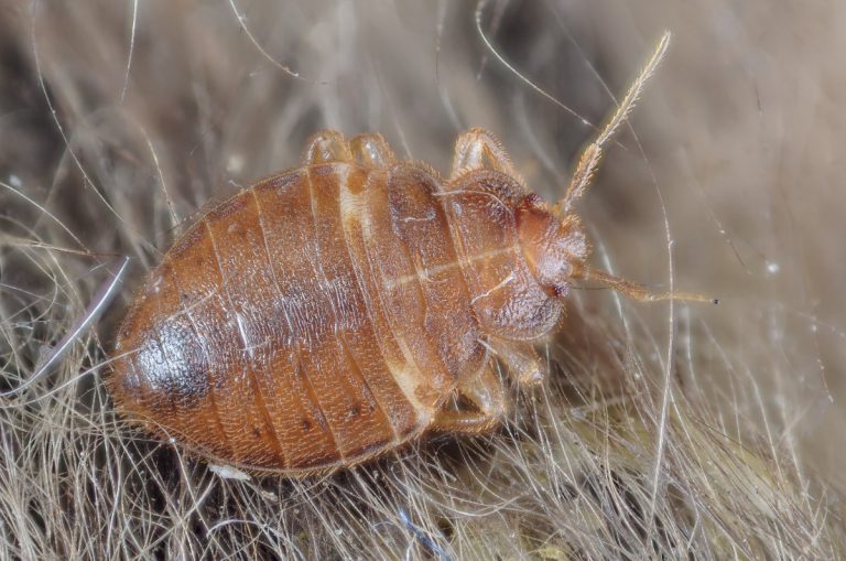 How to Get Rid of Bed Bugs? Natural, Herbal, and Chemical Treatment