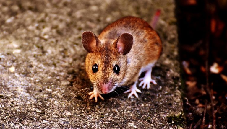 How to Get Rid of Mice? Natural, Herbal, and Chemical Treatment