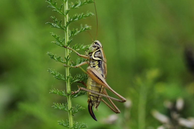 How to Get Rid of Crickets? Natural, Herbal, and Chemical Treatment