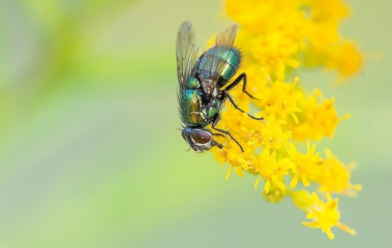 How To Get Rid Of Flies? Natural, Herbal, and Chemical Treatment