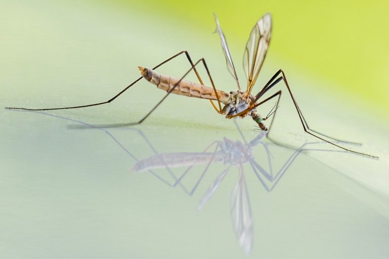 How to Get Rid of Mosquitoes? Natural, Herbal, and Chemical Treatment