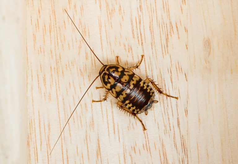 How to Get Rid of Roaches? Natural, Herbal, and Chemical Treatment