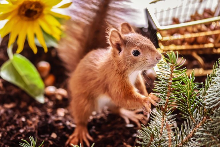 How To Get Rid Of Rodents? Natural, Herbal, and Chemical Treatment