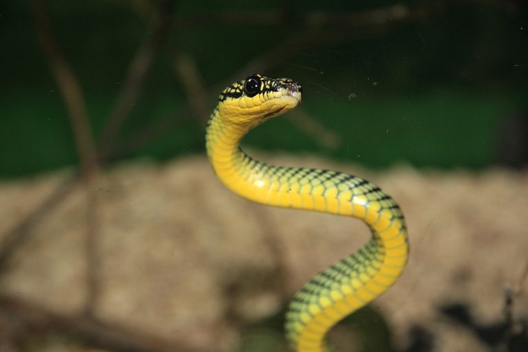 How to Get Rid of Snakes? Natural, Herbal, and Chemical Treatment