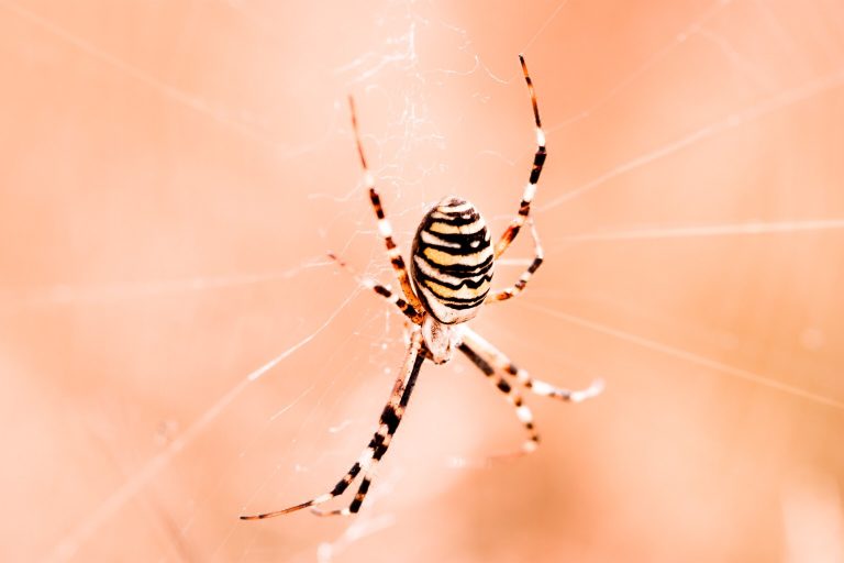 How To Get Rid Of Spiders? Natural, Herbal, and Chemical Treatment