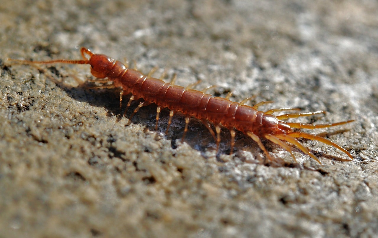 How to get rid of centipedes