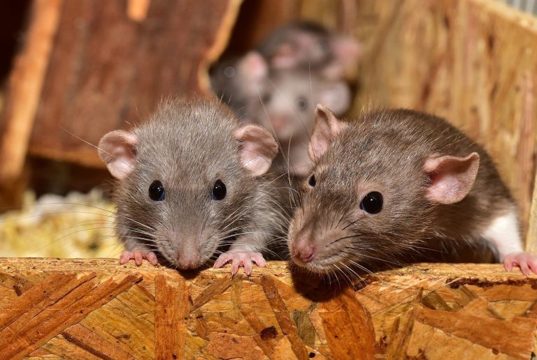 How to Get Rid of Rats? Natural, Herbal, and Chemical Treatment