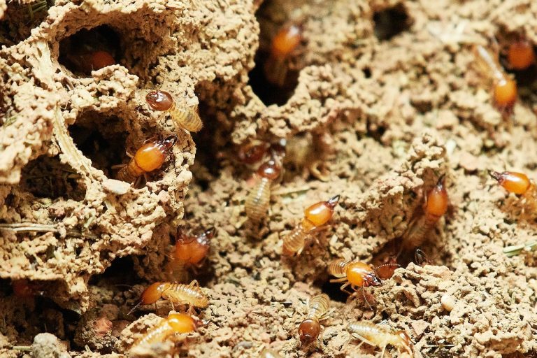 How to Get Rid of Termites? Natural, Herbal, and Chemical Treatment