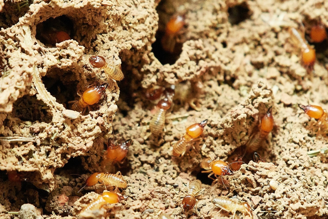 how to get rid of termites