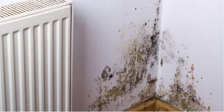How to Prevent Mold after Water Damage?