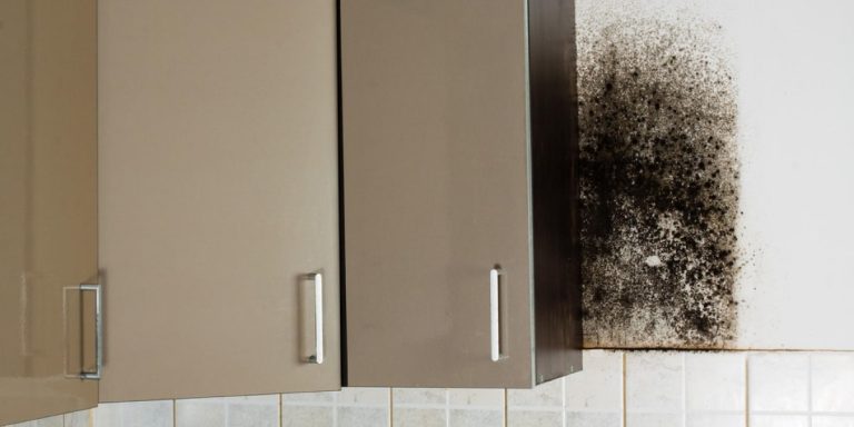 How to Tell if You Have Mold behind Your Wall?