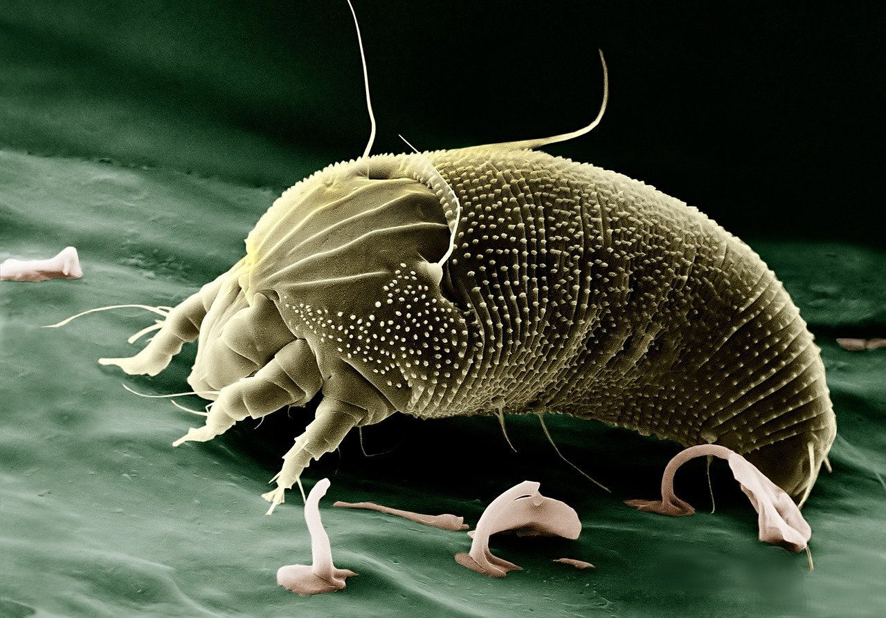 mold mite