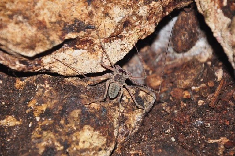 Whip Spiders – All You Need to Know