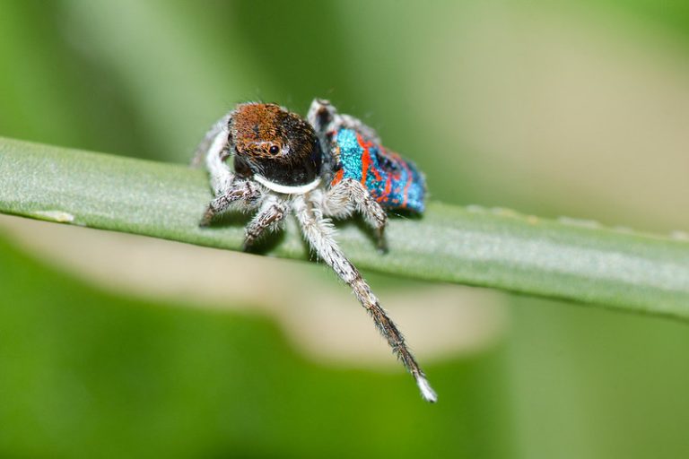 Peacock Spiders – All You Need to Know