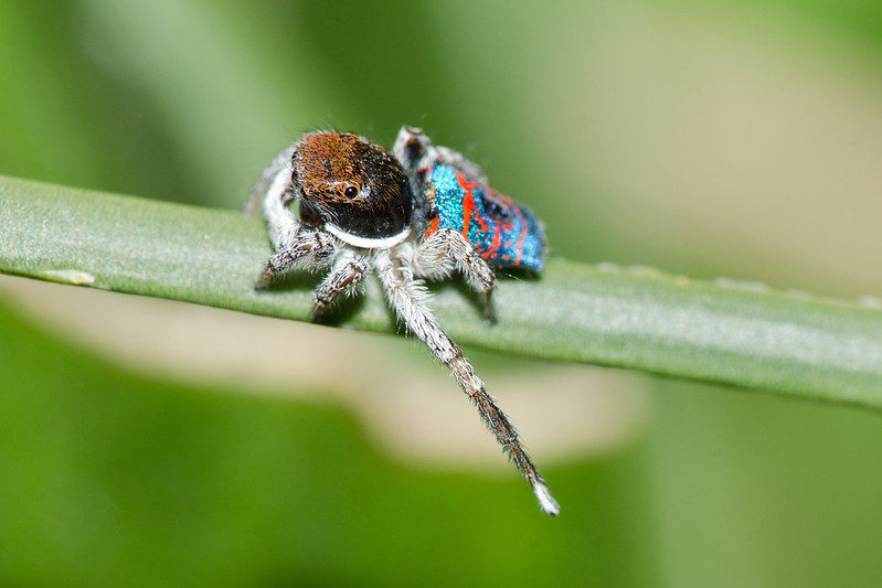 Peacock Spider by Jean and Fred