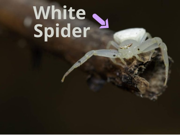 Tiny White Spiders – All You Need to Know