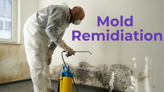 mold remidiation