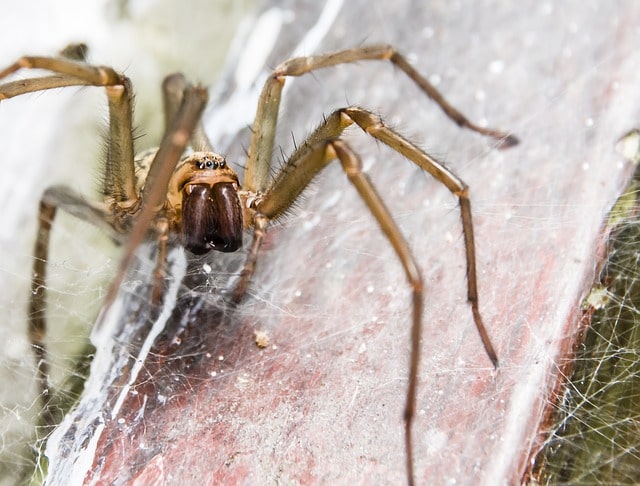 wolf spider jump at you