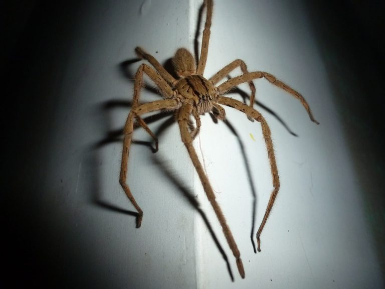 Giant Wolf Spider – All You Need to Know