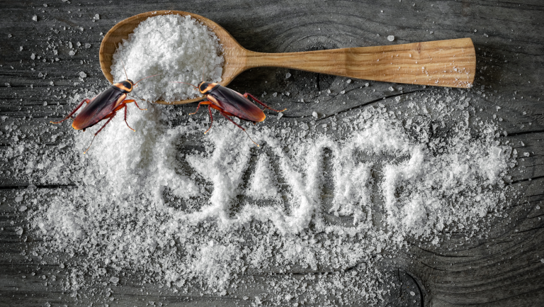 Do Roaches Eat Salt?