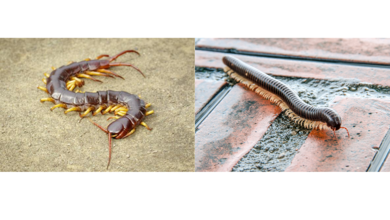 What is the Difference Between a Centipede and a Millipede?