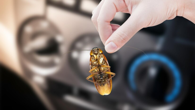 How to Get Rid Of Roaches in a Car?