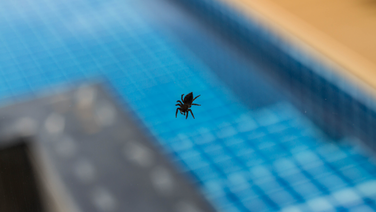 How to get rid of Wolf Spiders from your Pools?